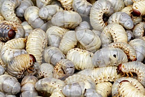 Imagen de larva gusanos coco rinoceronte un insecto 