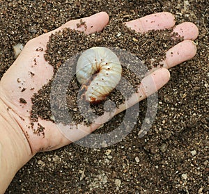 Image of grub worms