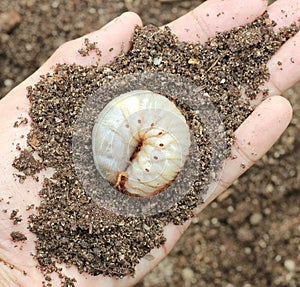 Image of grub worms