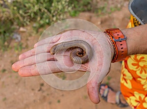 Image of grub worms in the human hand