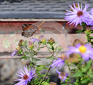 Image of a Gulf Fritillary butterfly standing on purple aster flowers.