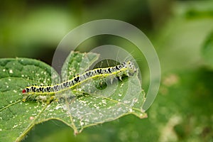 Image of Hairy caterpillar Eupterote testacea.