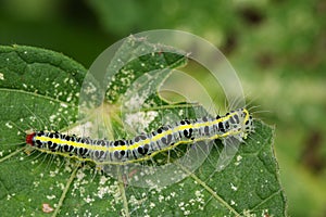 Image of Hairy caterpillar Eupterote testacea.
