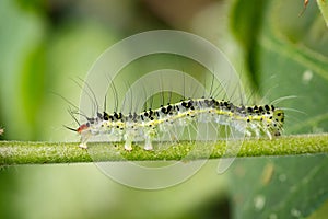 Image of Hairy caterpillar Eupterote testacea