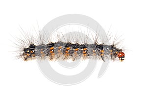 Image of hairy caterpillar isolated on white background. Insect. Worm. Animal