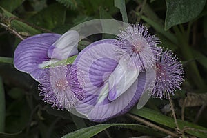 Hairy mimosa pudica with spurred butterfly pea flower