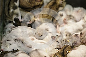 Image of hamster is sleeping together. Pet. Animals