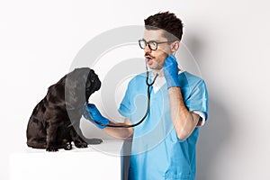 Image of handsome doctor in vet clinic examining dog health, checking pug lungs with stethoscope, standing over white