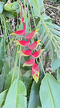 Image of Hanging Lobster claw flower. It is also called false bird of paradise