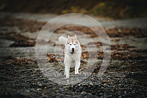 Image of happy Beige and white Siberian Husky dog running on the beach at seaside in autumn