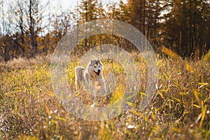Image of happy dog breed Siberian husky jumping on the rye field background. Cute beige and white husky dog running in the meadow