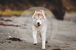 Image of happy and free Beige and white Siberian Husky dog running on the beach at seaside in autumn