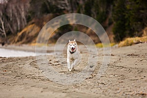 Image of happy and free Beige and white Siberian Husky dog running on the beach at seaside in autumn