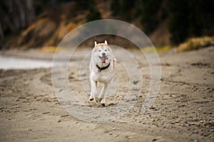 Image of happy and funny Beige and white Siberian Husky dog running on the beach at seaside in autumn