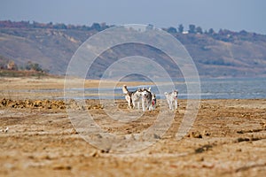 Image of happy and funny gray and white Siberian Husky dog running on the beach at seaside