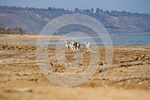 Image of happy and funny gray and white Siberian Husky dog running on the beach at seaside