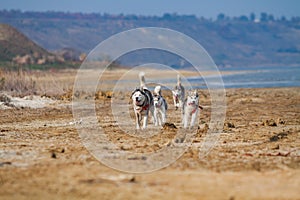 Image of happy and funny gray and white Siberian Husky dog running on the beach at seaside