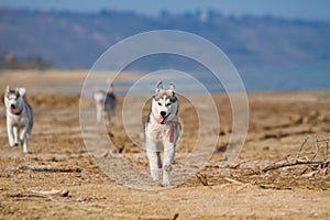 Image of happy and funny gray and white Siberian Husky dog running on the beach at seaside