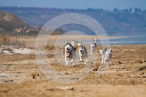 Image of happy and funny gray and white Siberian Husky dog running on the beach at seaside