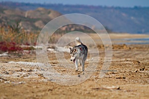 Image of happy and funny gray and white Siberian Husky dog running on the beach at seaside