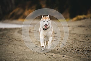 Image of happy and swift Beige and white Siberian Husky dog running on the beach at seaside in autumn