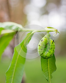 Image of Hawk Moth Caterpillar Daphnis nerii, Sphingidae on leaves Insect