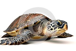 image of hawksbill turtle on white background. underwater animals. Reptile. illustration, generative AI