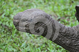 Image of the head of a giant tortoise in the Galapagos Islands