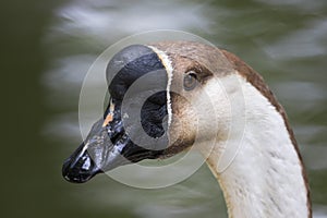 Image of head goose.