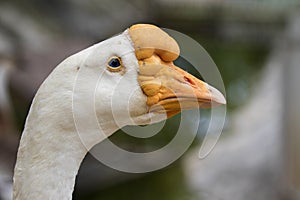 Image of head white goose.