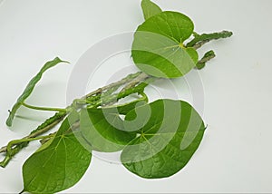 This is an image of heart leaved moonseed