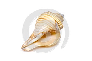 Image of hemifusus sea shells a genus of marine gastropod mollusks in the family Melongenidae isolated on white background.