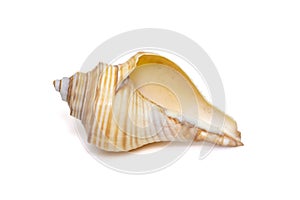 Image of hemifusus sea shells a genus of marine gastropod mollusks in the family Melongenidae isolated on white background. photo