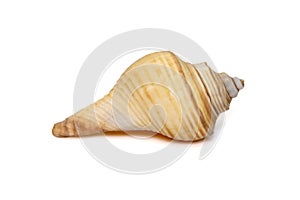 Image of hemifusus sea shells a genus of marine gastropod mollusks in the family Melongenidae isolated on white background. photo