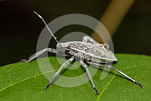 Image of Hemiptera bug on green leaves.