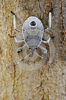 Image of Hemiptera bug on tree. Insect.