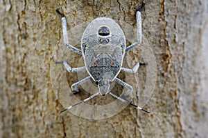 Image of Hemiptera bug on tree. Insect.