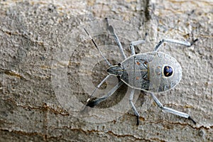 Image of Hemiptera bug on tree. Insect.