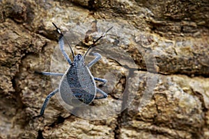 Image of Hemiptera bug on tree. Insect. Animal