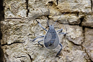 Image of Hemiptera bug on tree. Insect. Animal