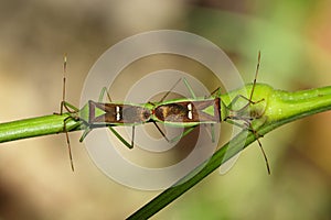 Image of Hemiptera Green Legume Pod Bug