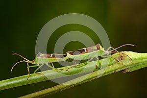 Image of Hemiptera Green Legume Pod Bug on nature background.