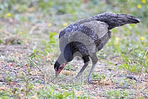 Image of a hen in green field.