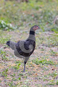 Image of a hen in green field.