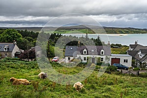 Image of highland cows near a village on the shores of Kyle of Tongue, north west Scotland