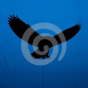 The image highlights the elegance and grace of the owl in motion