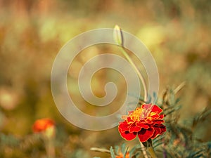 The image highlights the intricate design of a marigolds petals perfect for projects related to floristry, gardening, or photo