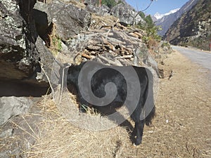 A image of Himalayan Yak