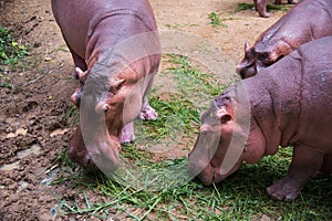 Image of a Hippo - hippopotamus Hippopotamus amphibius