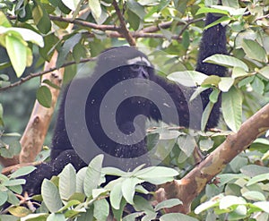 This is an image of hoolock gibbon monkey sitting of the branch of the tree.